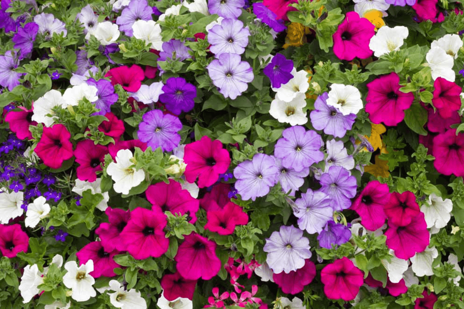 Petunias