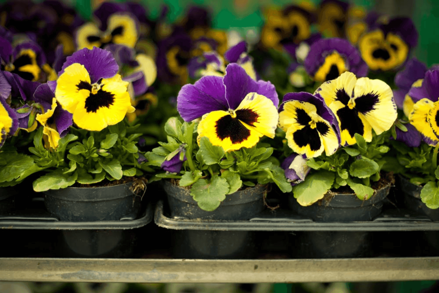 Pansies