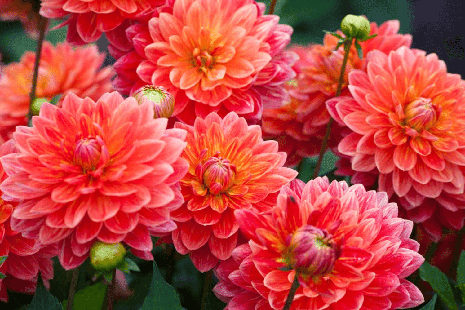 Dahlia Bulbs