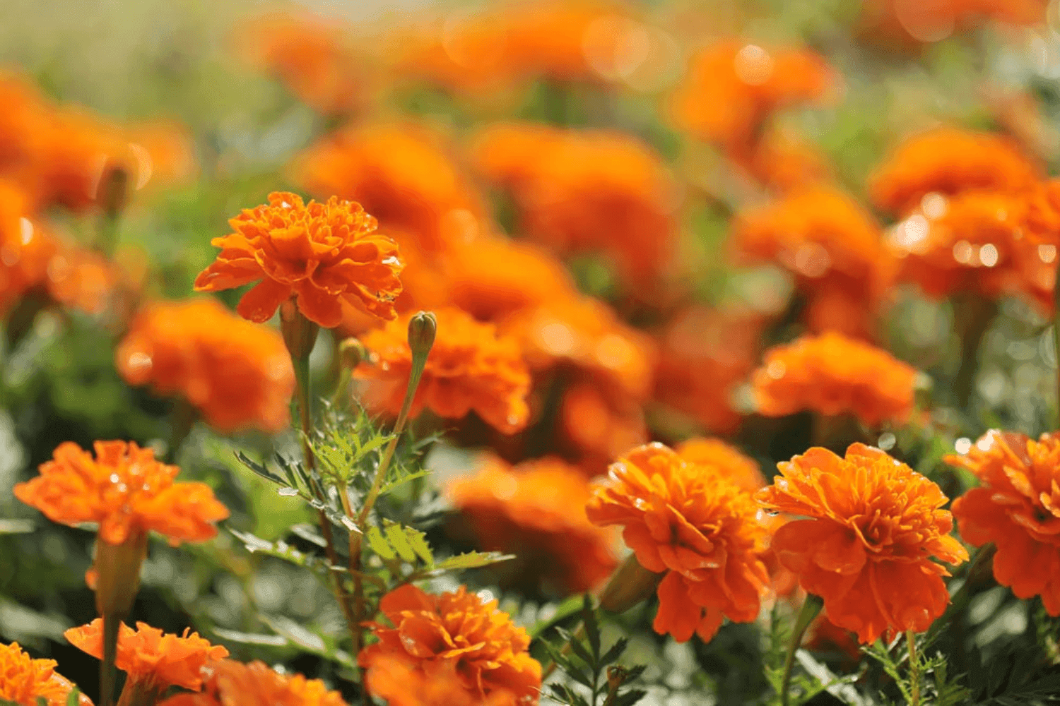 Marigolds