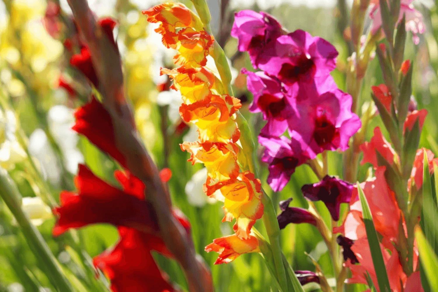 Gladiolus