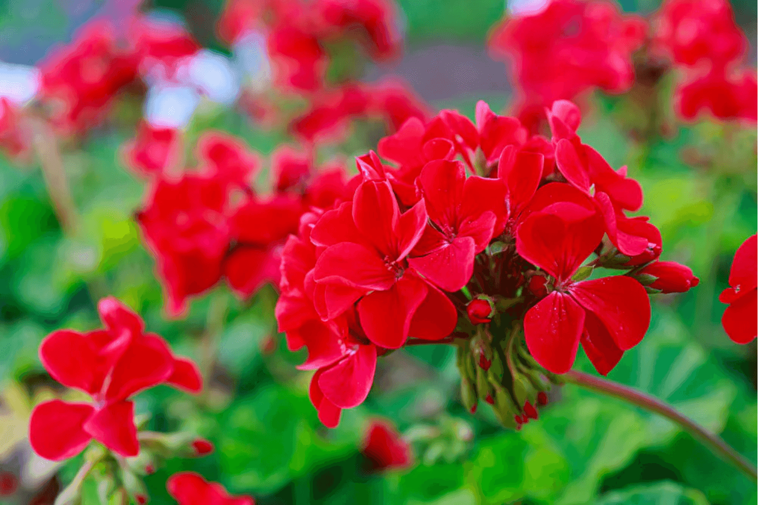 Geraniums