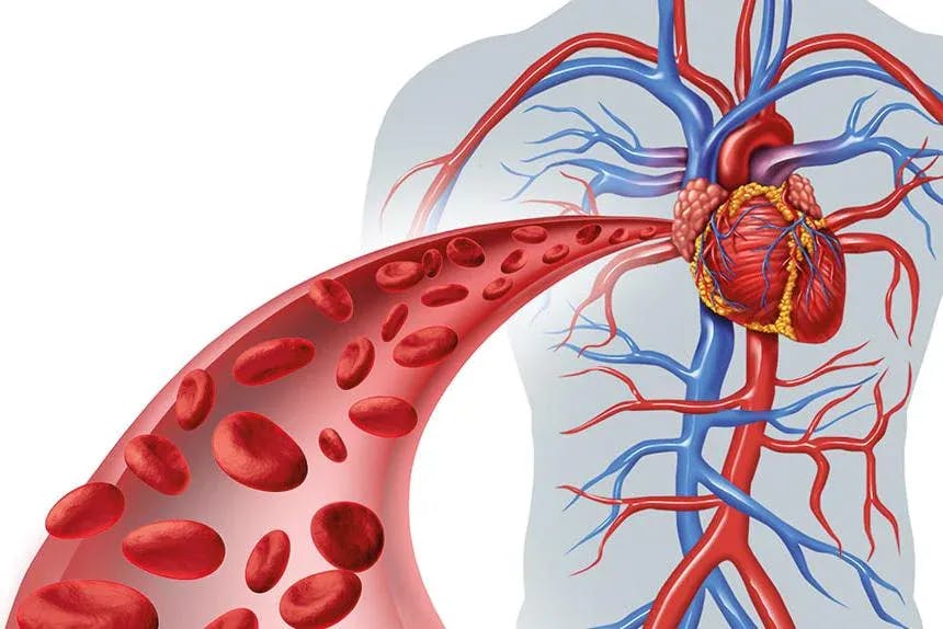 Blood vessels, circulation heart